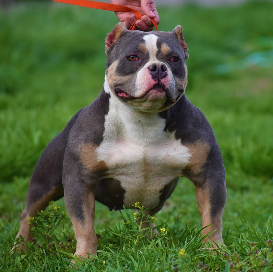 American Bully Female Puppies - Bosss Kennels Australia