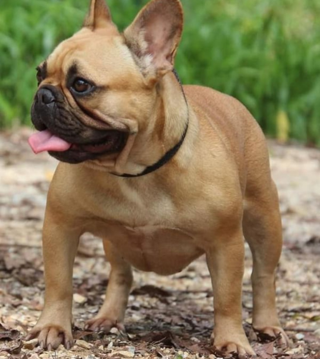 French Bulldog - Bosss Kennels Australia